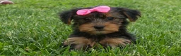 Yorkshire Terrier dogs for sale:  Betsy 🐶 - Ad 8