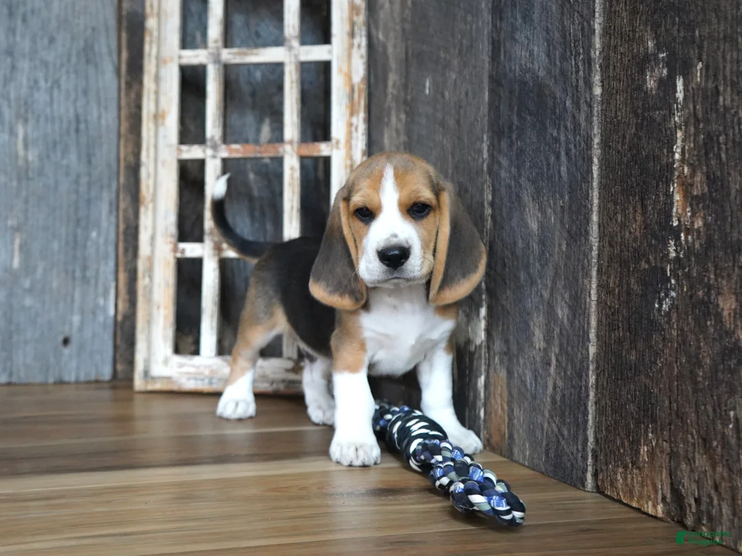 Beagle dogs for sale: Brett - Ad 2