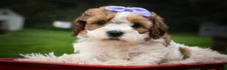 Cavachon dogs for sale: Hallie🎀 - Ad 14