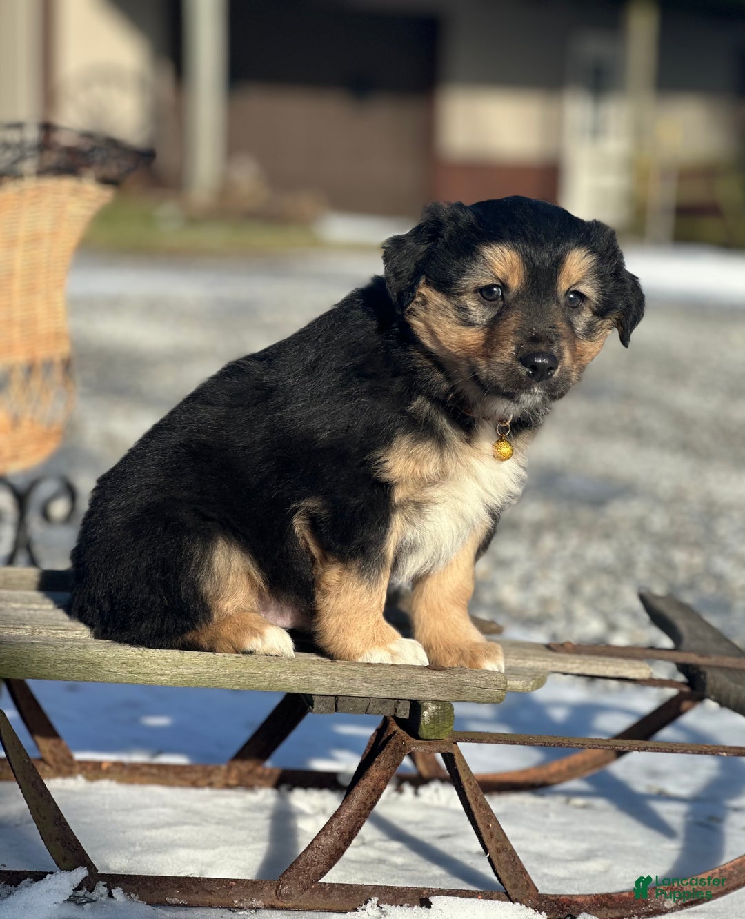 Miniature Australian Shepherd dogs for sale: Flurry - Ad 2