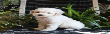 Beau
