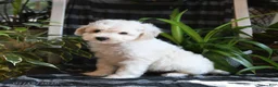 Bichpoo dogs for sale: Beau - Ad 1