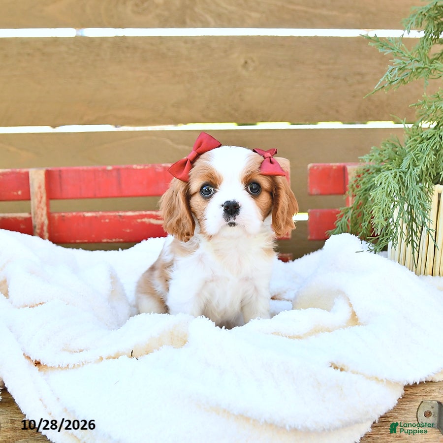 Cavapoo dogs for sale: Harper - Ad 2