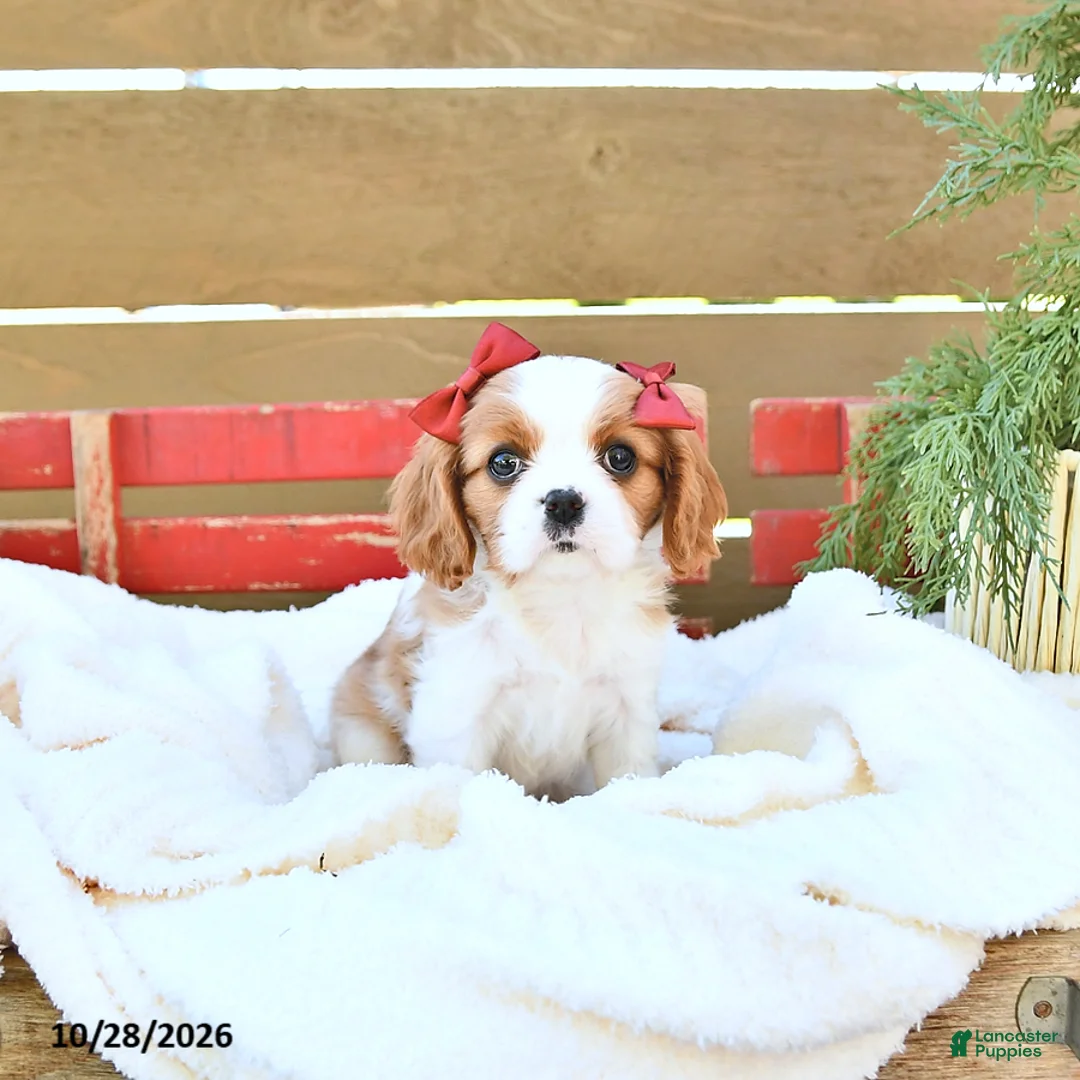 Cavapoo dogs for sale: Harper - Ad 2
