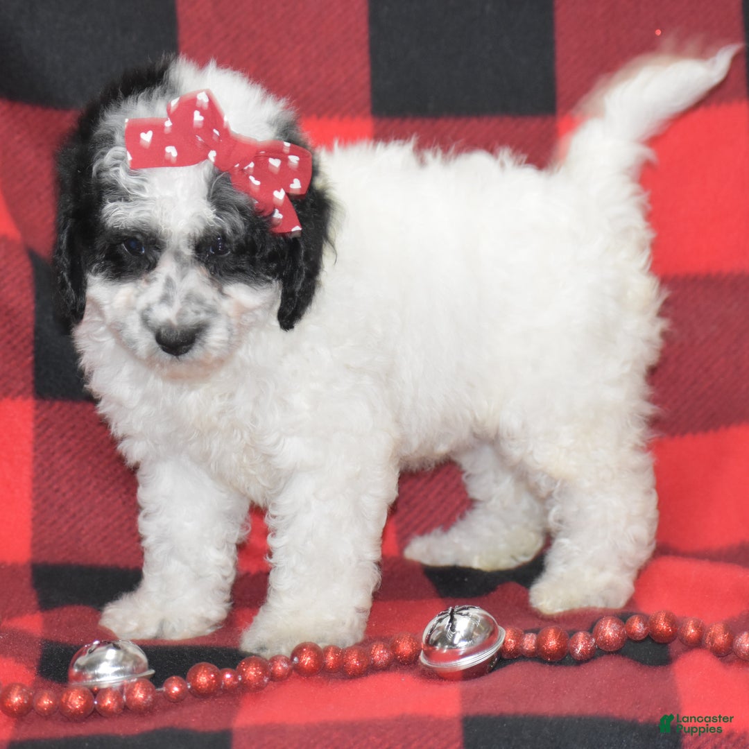 Miniature Poodle dogs for sale: Zandra - Ad 5
