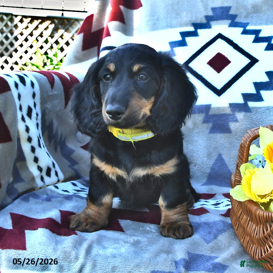 Miniature Dachshund dogs Artie - Ad 2