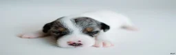 Jack Russell Terrier dogs for sale: Jack Russell Terrier 2 - Ad 3