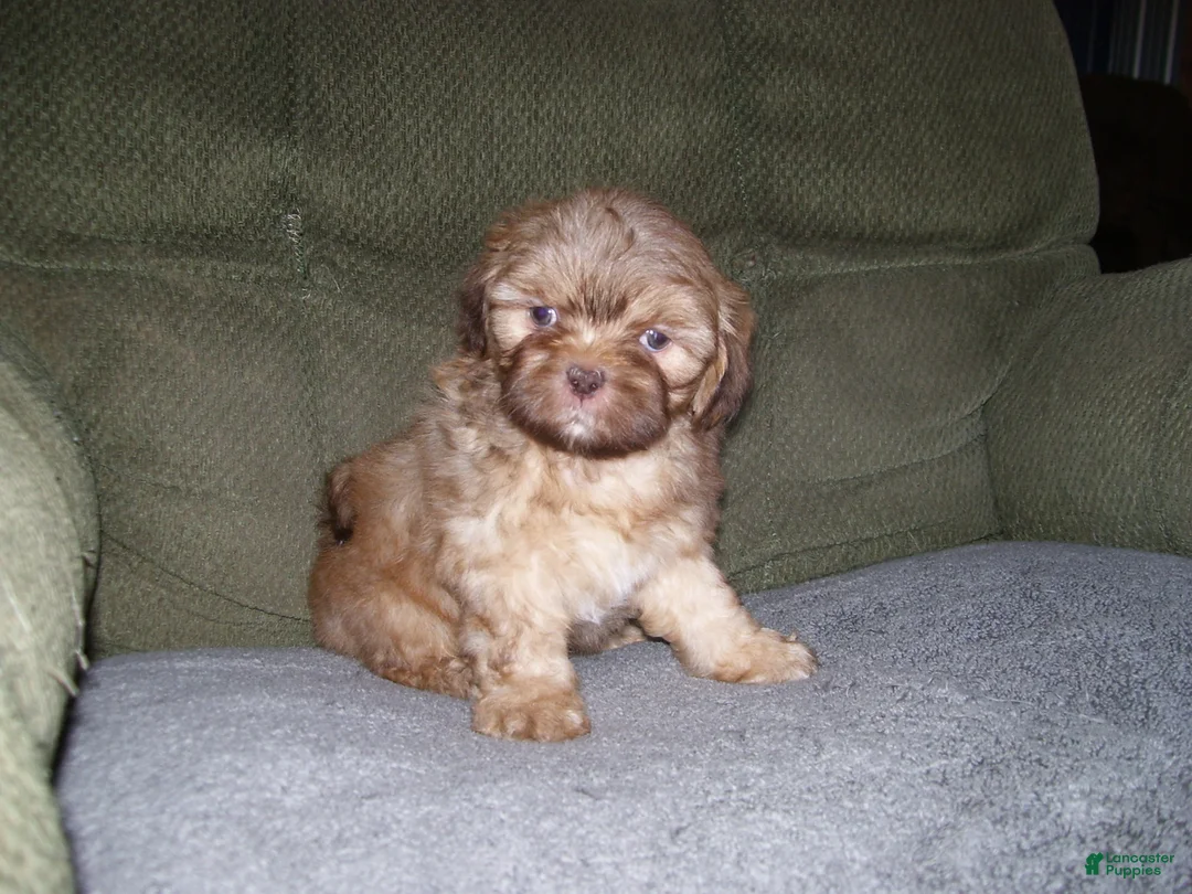 Shih Tzu dogs for sale: MARCO - Ad 1