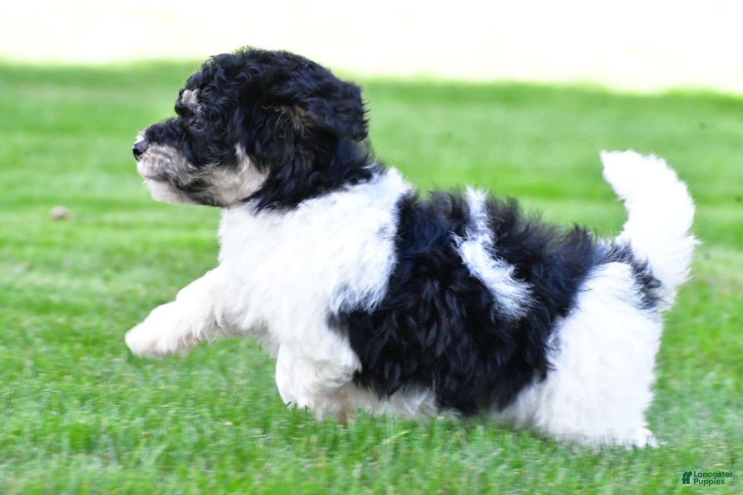 Bichpoo dogs for sale: knox - Ad 7