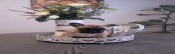 French Bulldog dogs for sale: French Bulldog Girl - Ad 3