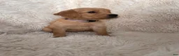 Golden Retriever dogs for sale: Lilac - light Purple Collarc female - Ad 3