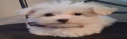 Maltese dogs for sale: Zeb - Ad 8
