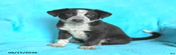 Mixed Breed dogs for sale: Jerry - Ad 3
