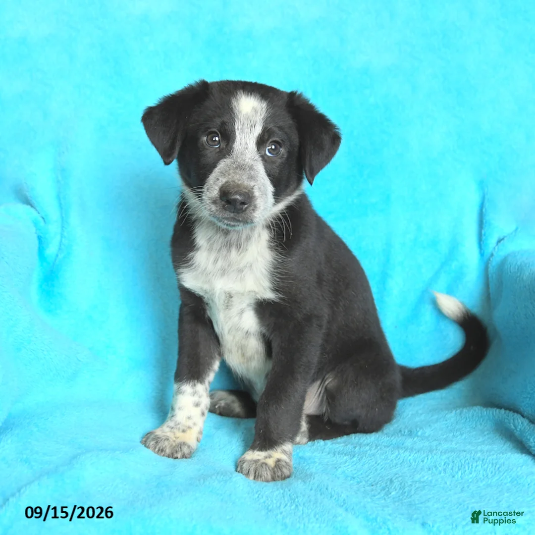Mixed Breed dogs for sale: Jerry - Ad 3