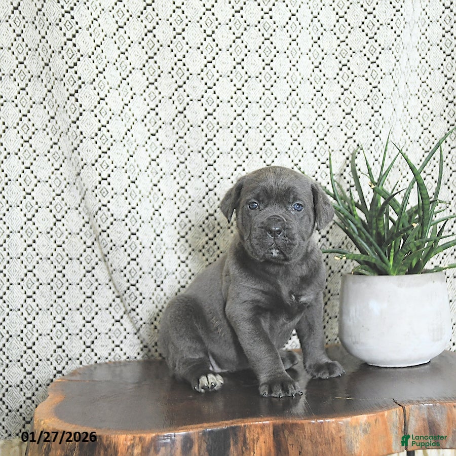 Cane Corso dogs Athena - Ad 16
