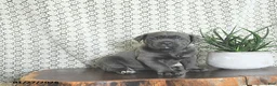 Cane Corso dogs for sale: Athena - Ad 1