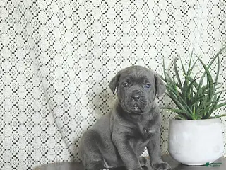Cane Corso dogs Athena - Ad 16
