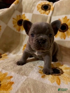 Mixed Breed dogs Miso - Ad 36