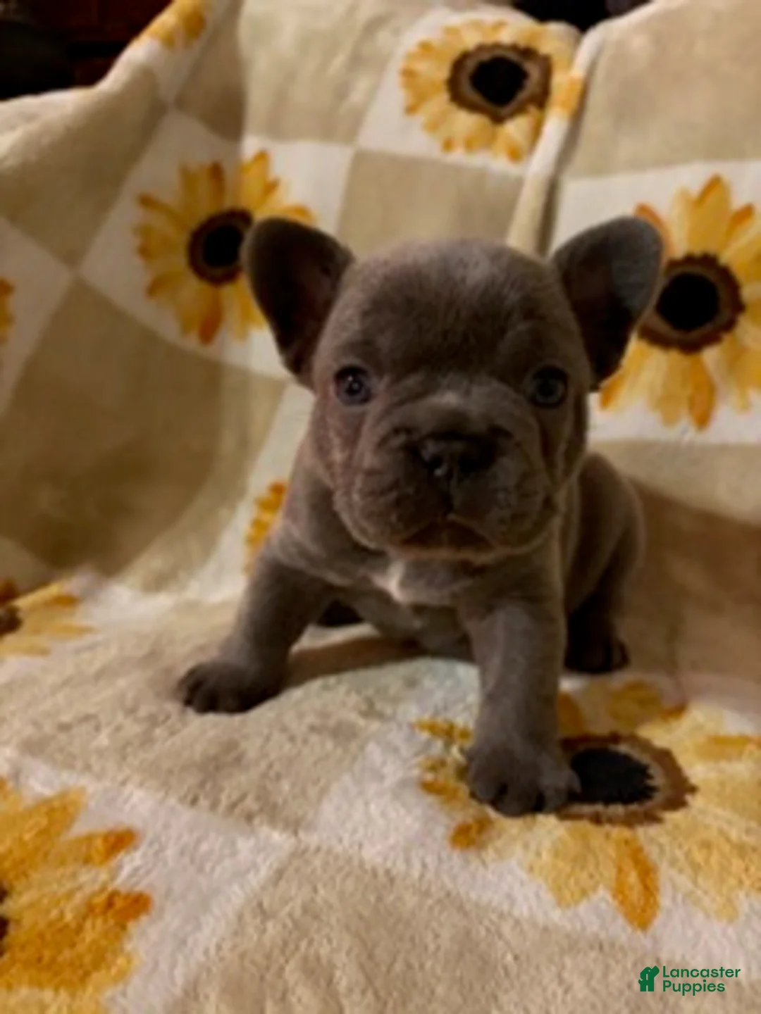 Mixed Breed dogs for sale: Miso - Ad 1