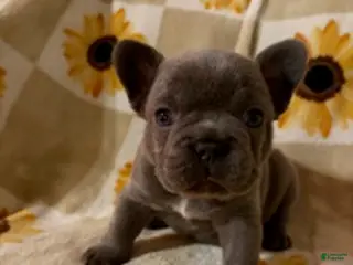 Mixed Breed dogs Miso - Ad 36