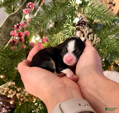 Aussiedoodle dogs Lucas Sinclair - Ad 2