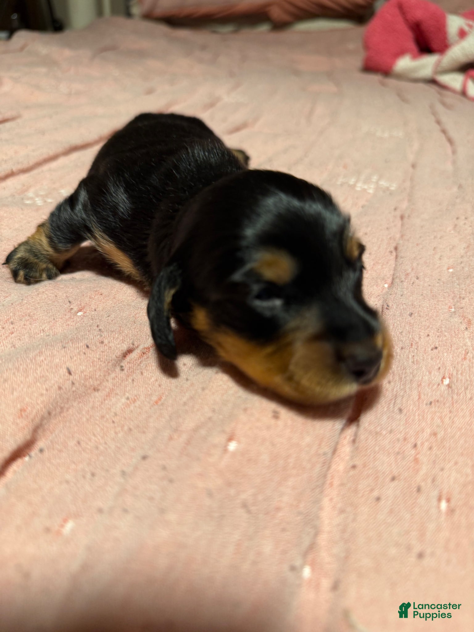 Miniature Dachshund dogs Miniature Dachshund Puppy 1 - Ad 2