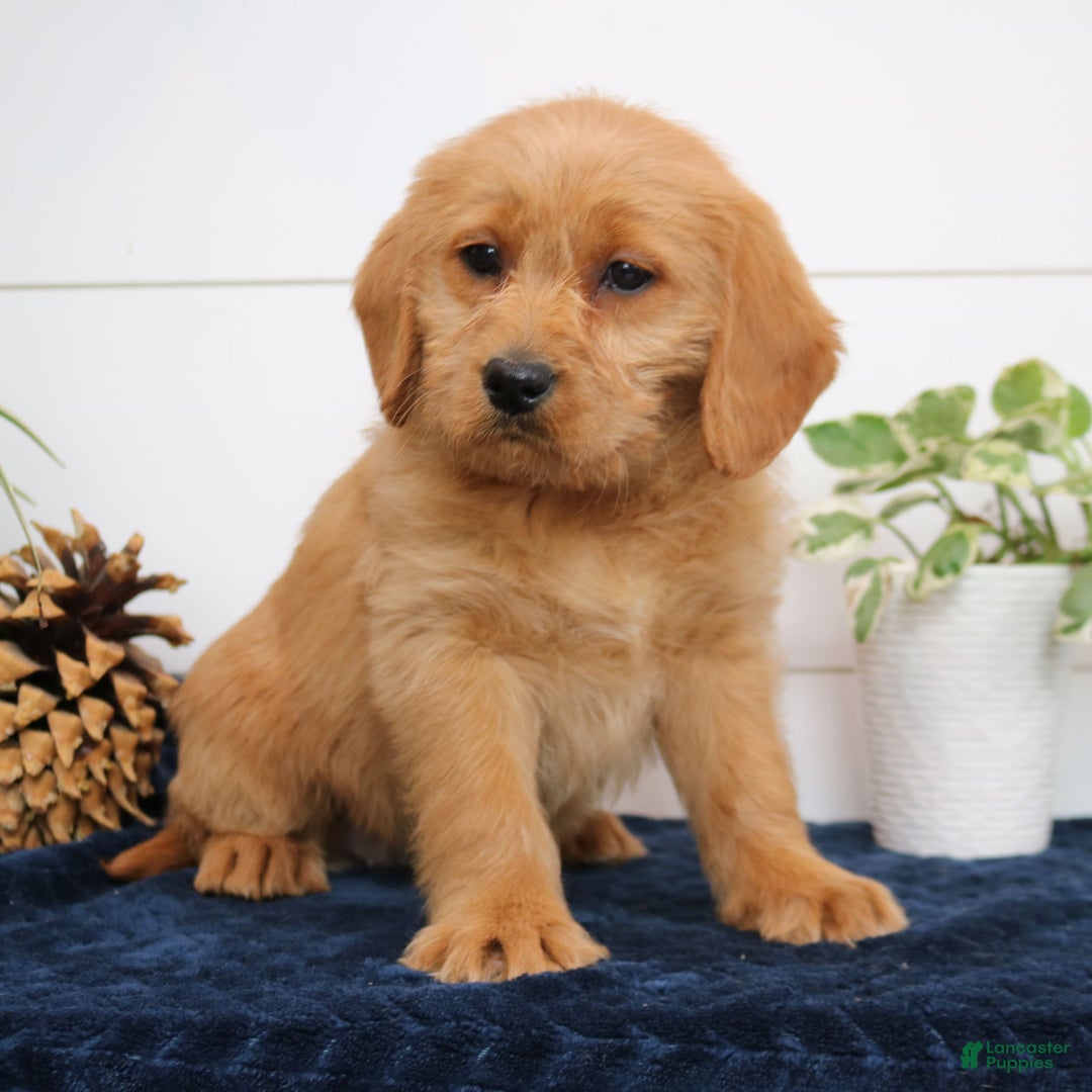 Mixed Breed dogs for sale: Amber - Ad 3