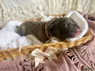 Cane Corso dogs Cane Corso Puppy 7 - Ad 12