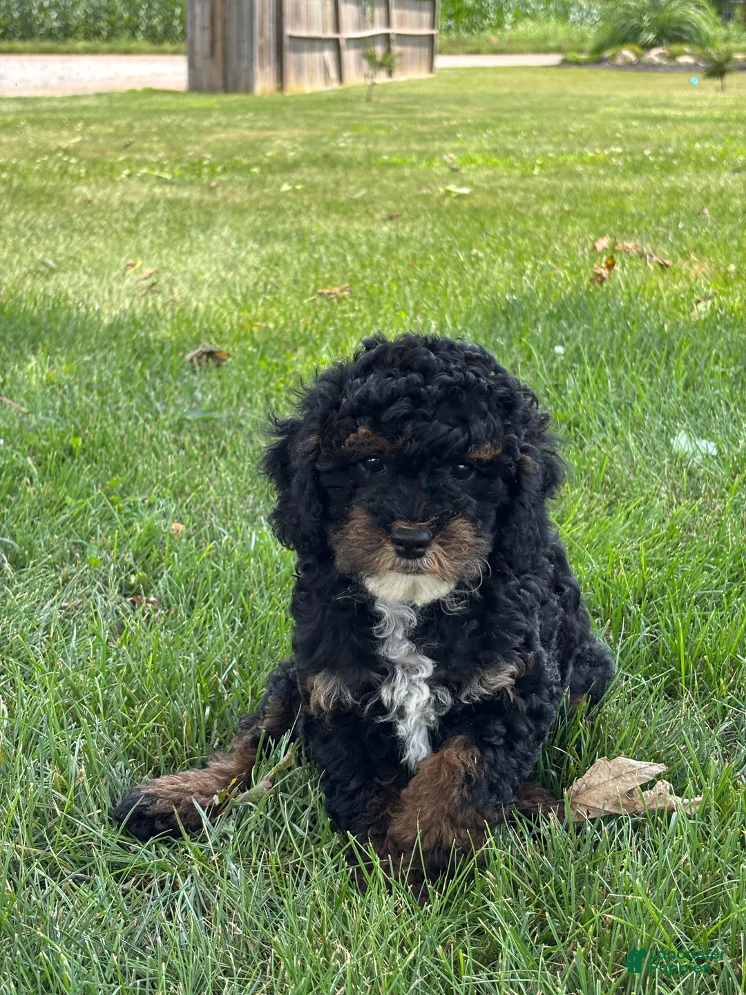 Miniature Poodle dogs for sale: Etta - Ad 3