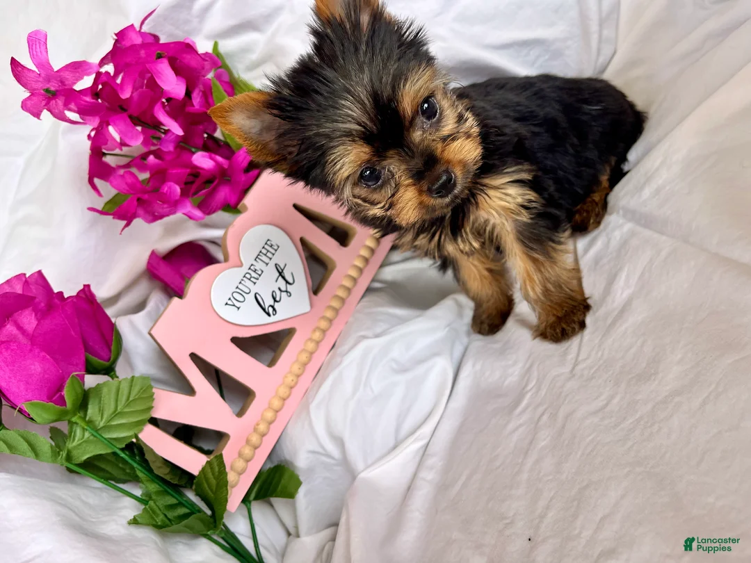 Yorkshire Terrier dogs for sale: Yorkshire Terrier Puppy 3 - Ad 2
