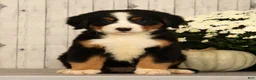 Bernese Mountain Dog dogs for sale: Heather - Ad 2