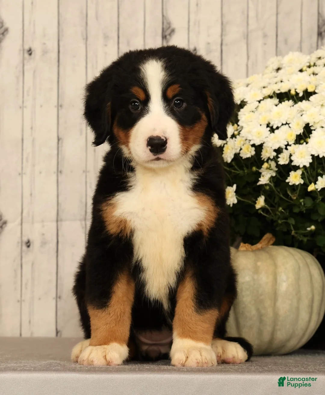 Bernese Mountain Dog dogs for sale: Heather - Ad 2