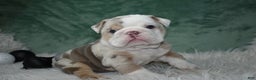 English Bulldog dogs for sale: Annabella  - Ad 5