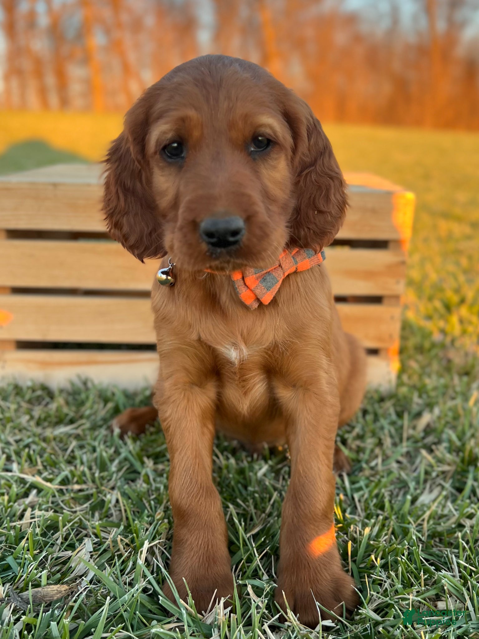 Irish Setter dogs Archie - Ad 2