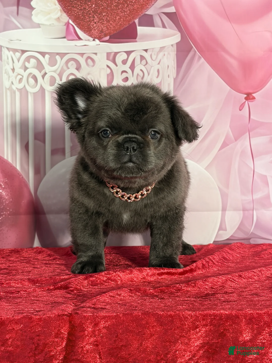 French Bulldog dogs for sale: Patty - Ad 3