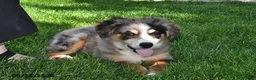 Australian Shepherd dogs for sale: Luke - Ad 1
