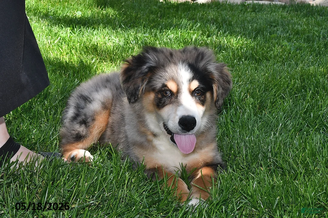 Australian Shepherd dogs for sale: Luke - Ad 1