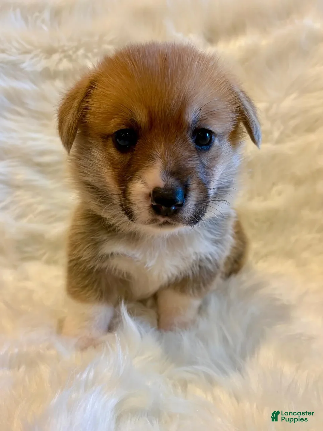 Welsh Corgi Pembroke dogs for sale: Bruno - Ad 1