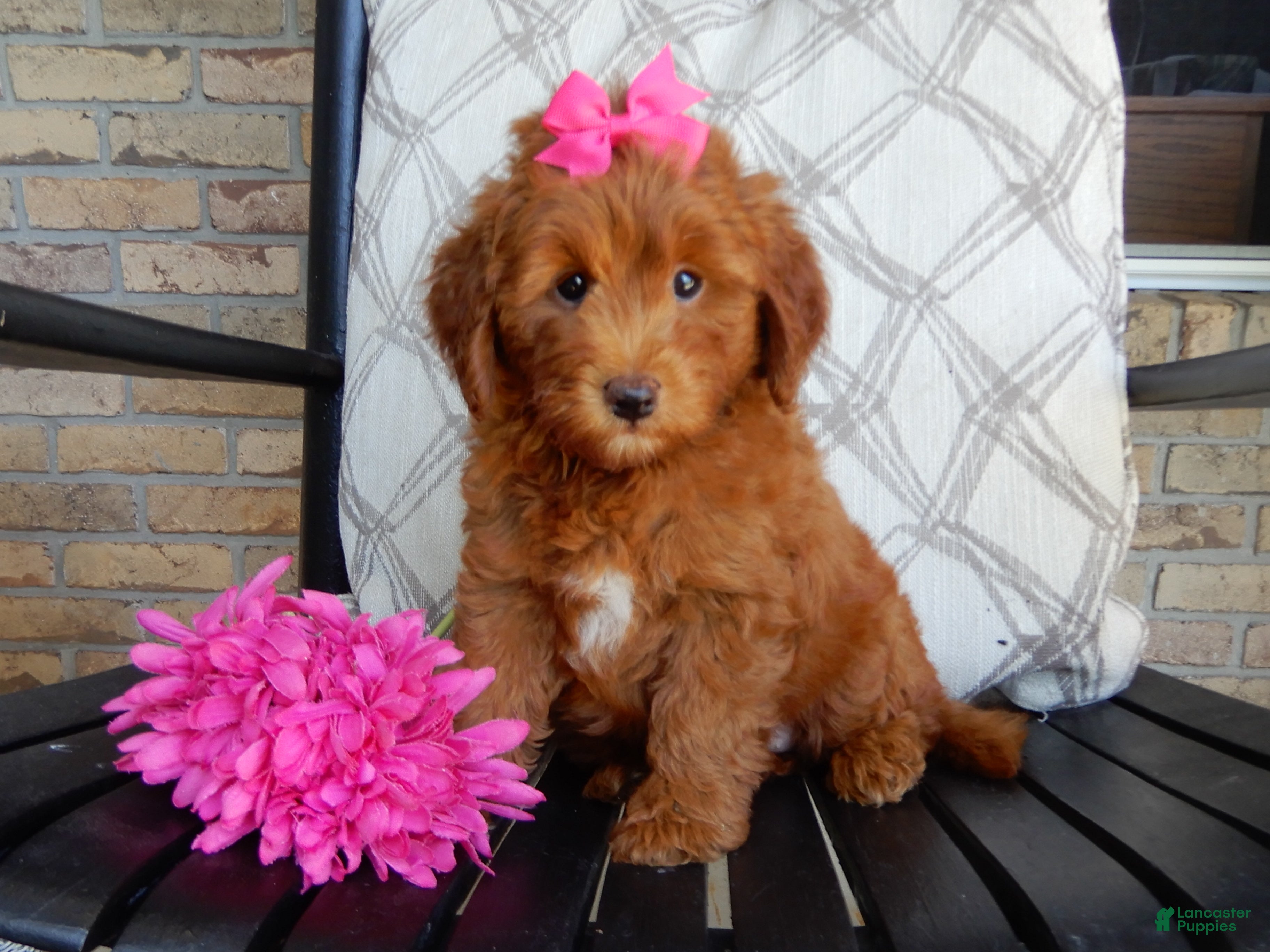 Mini Goldendoodle dogs Lulu - Ad 2