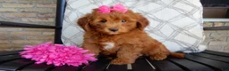 Mini Goldendoodle dogs for sale: Lulu - Ad 2