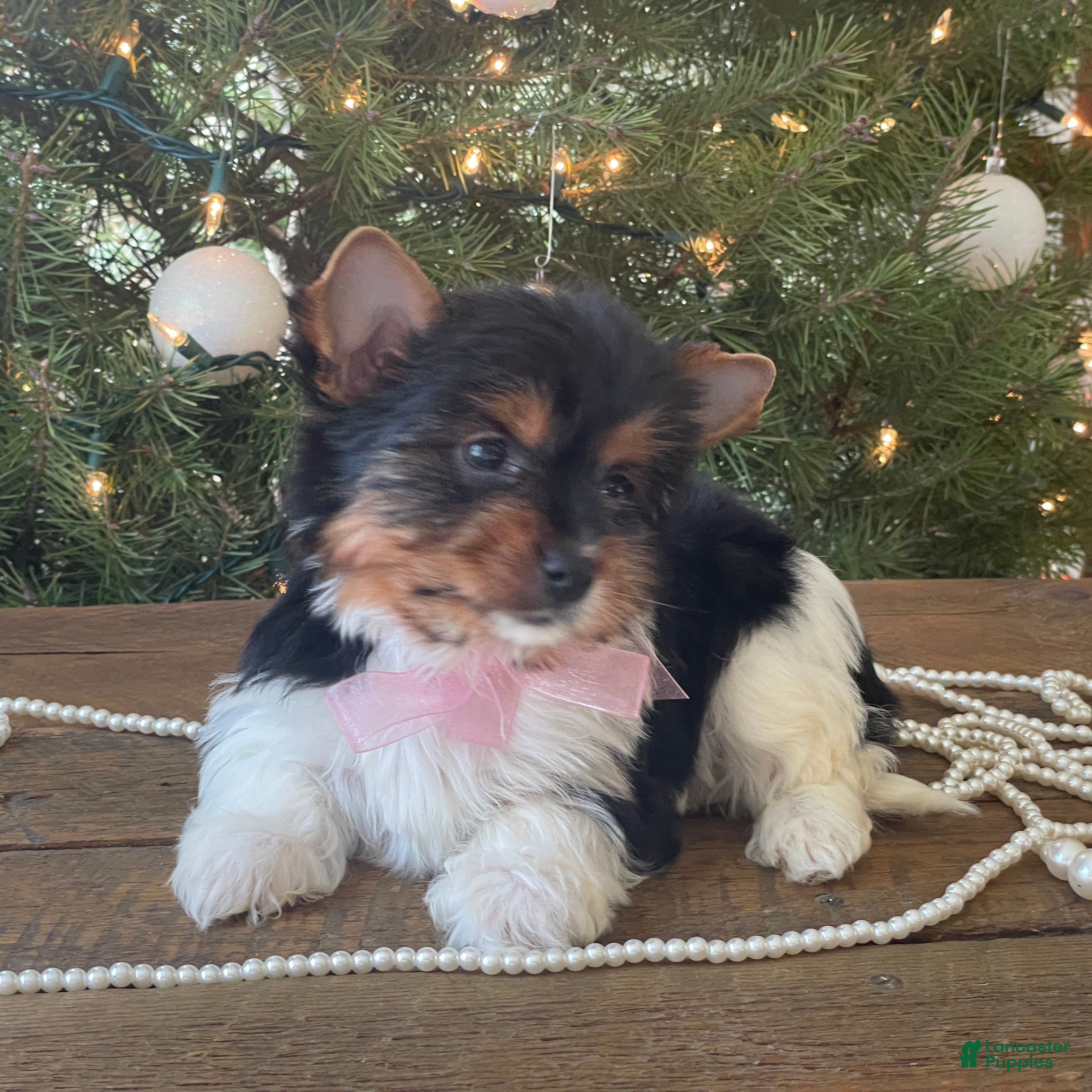 Mixed Breed dogs Buttercup - Ad 11