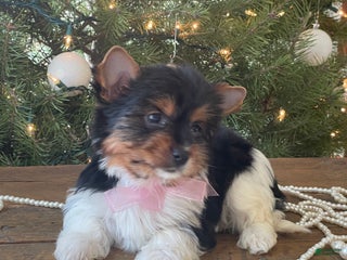 Mixed Breed dogs Buttercup - Ad 30