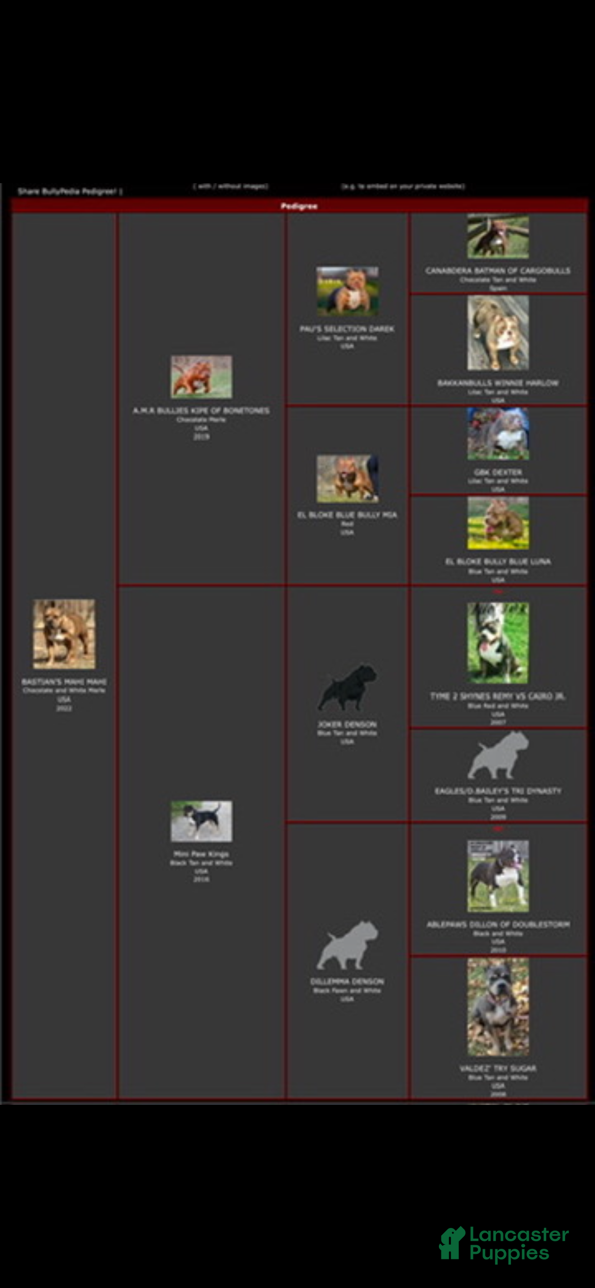 American Bully dogs American Bully 1 - Ad 2