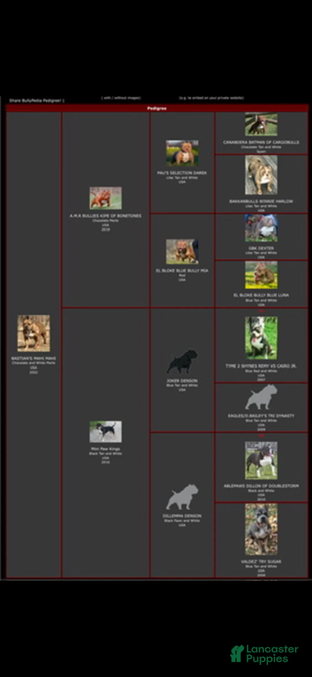 American Bully dogs for sale: American Bully 1 - Ad 2