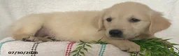 Golden Retriever dogs for sale: Maggie - Ad 3