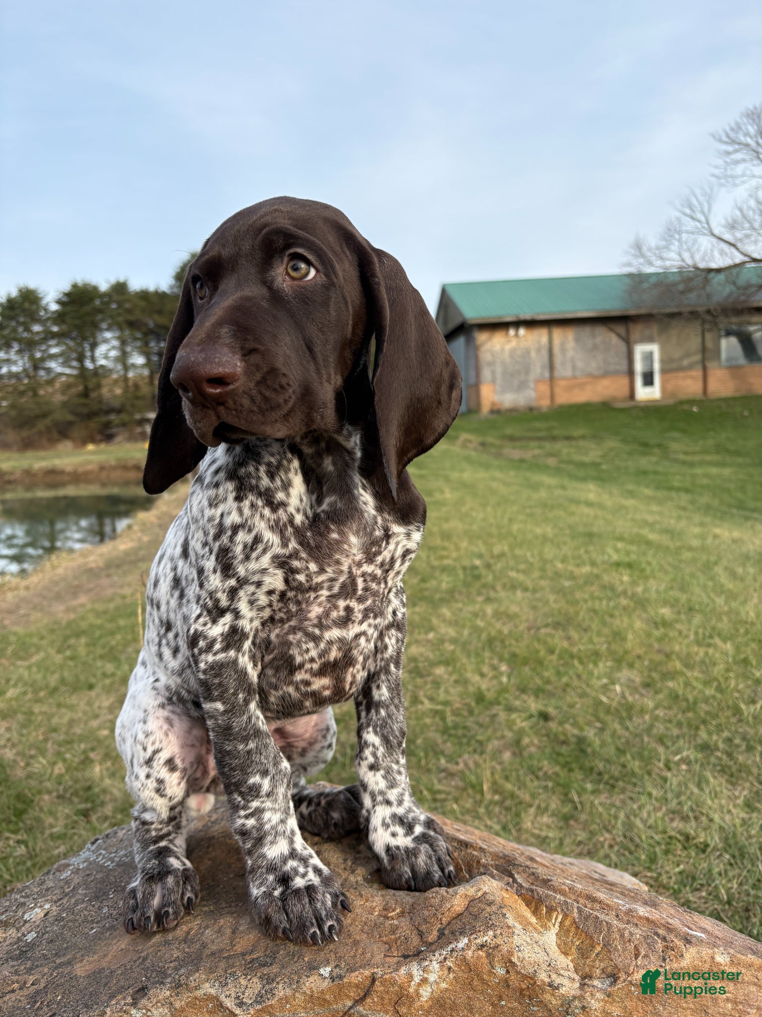 German Shorthaired Pointer dogs German Shorthaired Pointer Puppy 1 - Ad 2