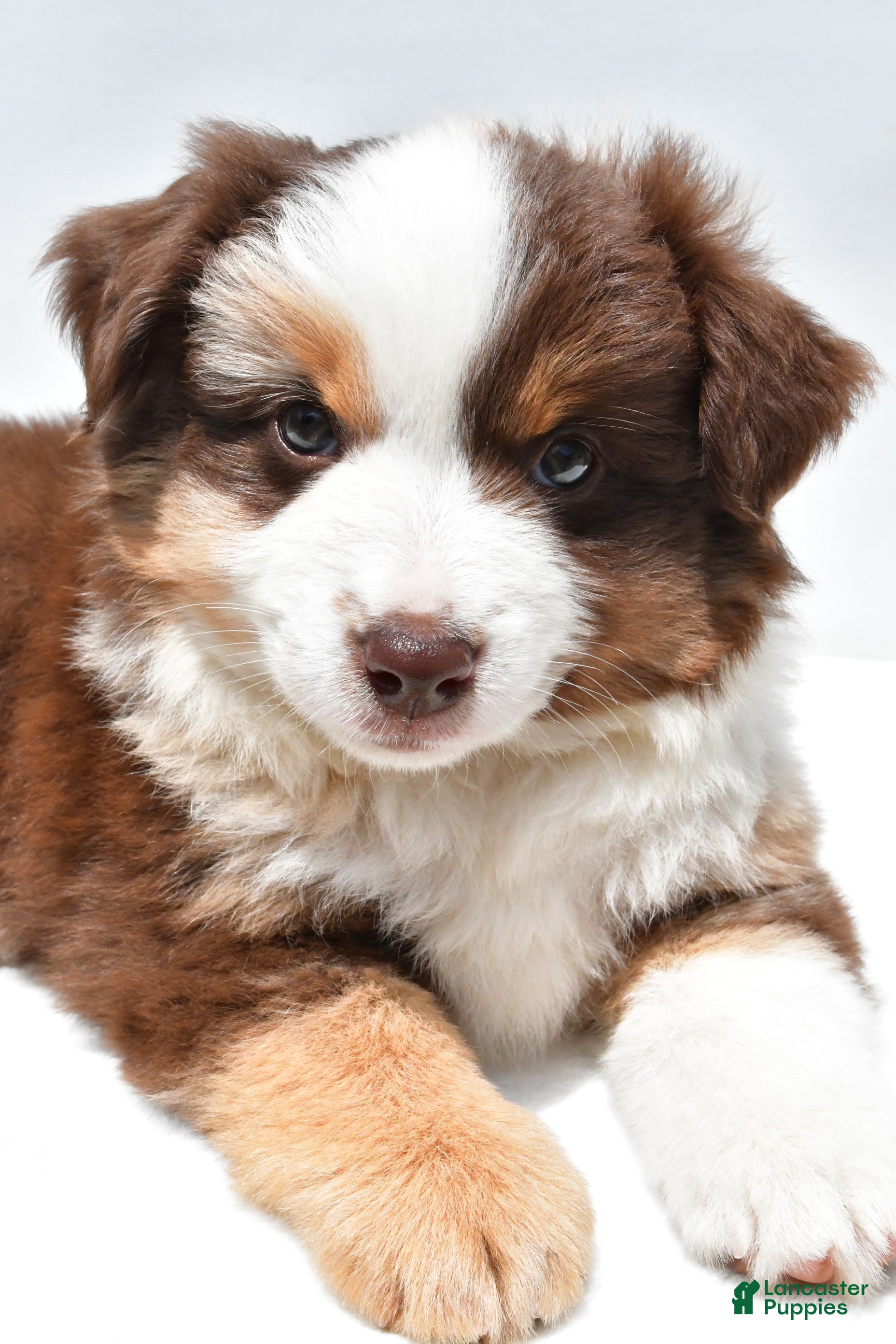 Miniature Australian Shepherd dogs Monica - Ad 2