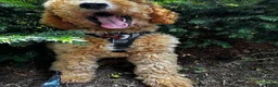 Goldendoodle dogs for sale: Bambi - Ad 4