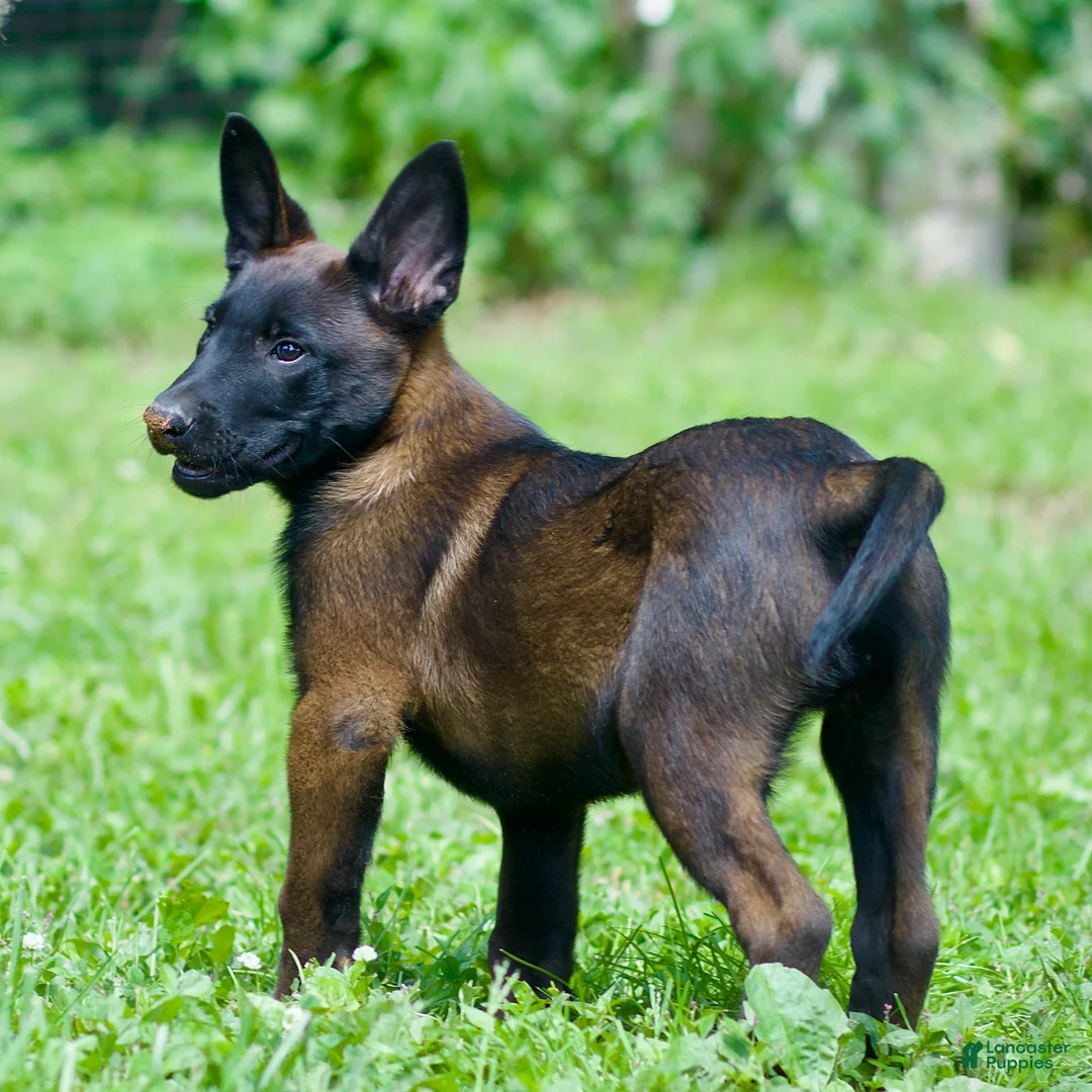 Belgian Malinois dogs for sale: Samson - Ad 1
