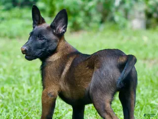 Belgian Malinois dogs for sale: Samson - Ad 1